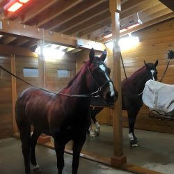 Solaira Alpha H3 heaters located in the horse wash stall, connected to Solaira SMaRT weatherproof controllers, ensuring safe heat density is delivered to the animal.
